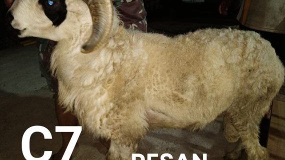 Jual Kambing Jakarta WA 0852-8270-6527